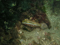 Aequipecten opercularis