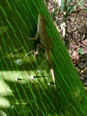 Anolis cristatellus