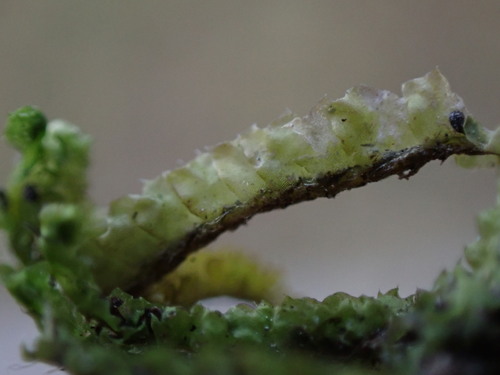 Image of Barbilophozia lycopodioides by no rights reserved