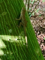 Anolis cristatellus