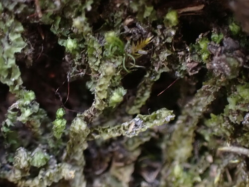 Image of Barbilophozia lycopodioides by no rights reserved