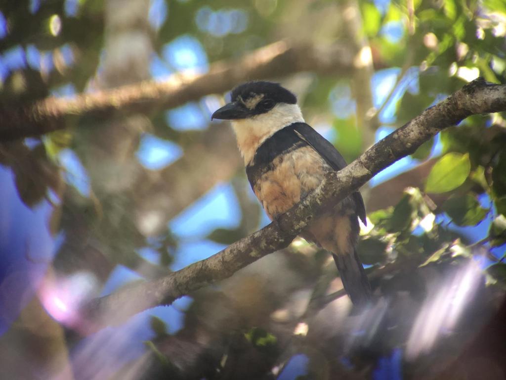 Buff-bellied Puffbird photo