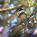 Buff-bellied Puffbird - Photo (c) Karina Avila, some rights reserved (CC BY-NC), uploaded by Karina Avila
