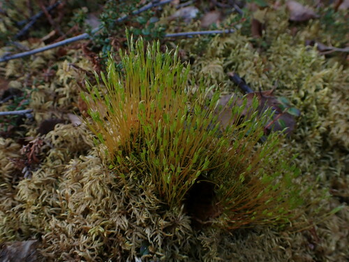 Image of Tetraplodon mnioides by no rights reserved