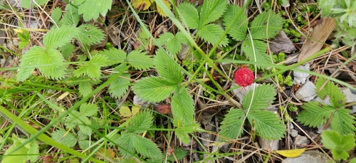 Image of Fragaria nubicola by (c) T R Shankar Raman, some rights reserved (CC BY)