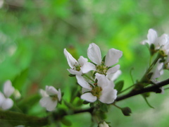Spiraea thunbergii