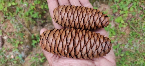 Morinda spruce (Picea smithiana)