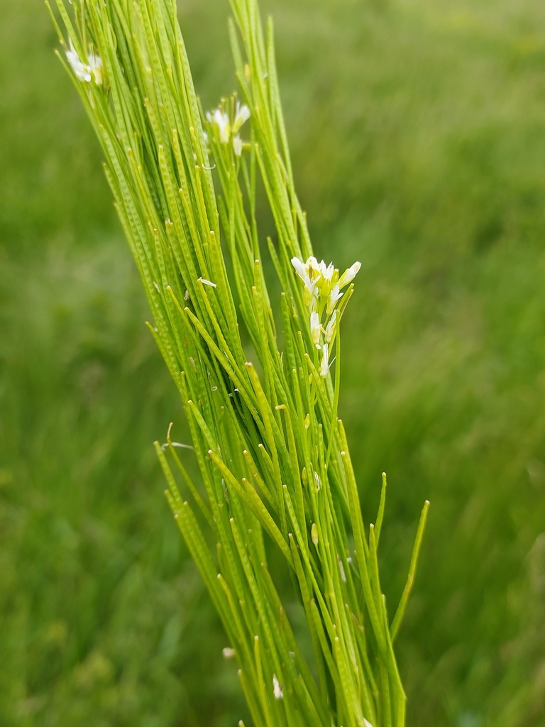 Arabis hirsuta