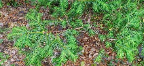 Image of Taxus contorta by (c) T R Shankar Raman, some rights reserved (CC BY)