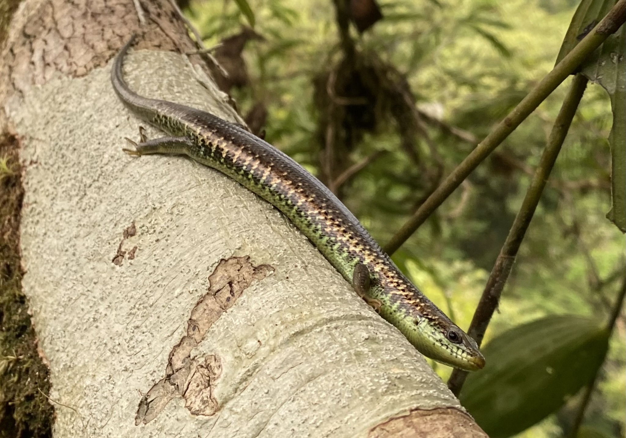 Siderolamprus scansorius