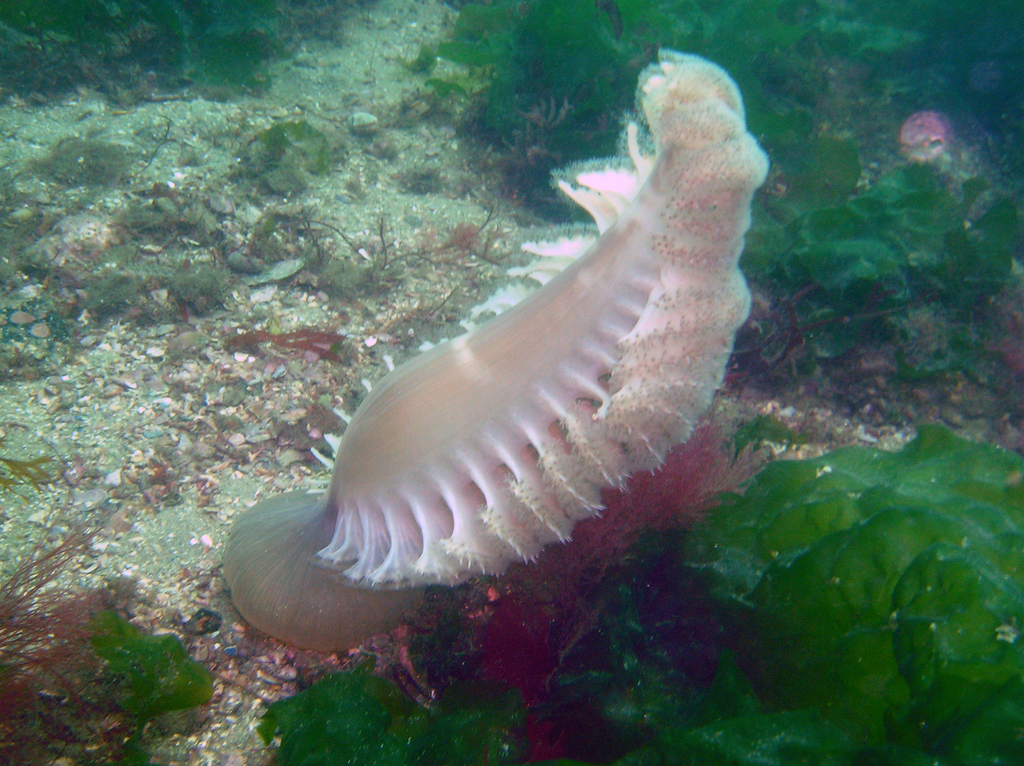 Gray Sea Pen