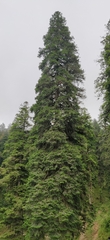 West Himalayan Fir (Abies pindrow)