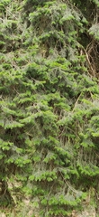 Abies pindrow, photograph (c) T R Shankar Raman, some rights reserved (CC BY)
