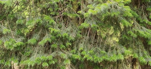 Image of Abies pindrow by (c) T R Shankar Raman, some rights reserved (CC BY)