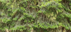 Abies pindrow, photograph (c) T R Shankar Raman, some rights reserved (CC BY)