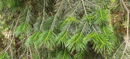 Abies pindrow, photograph 5
