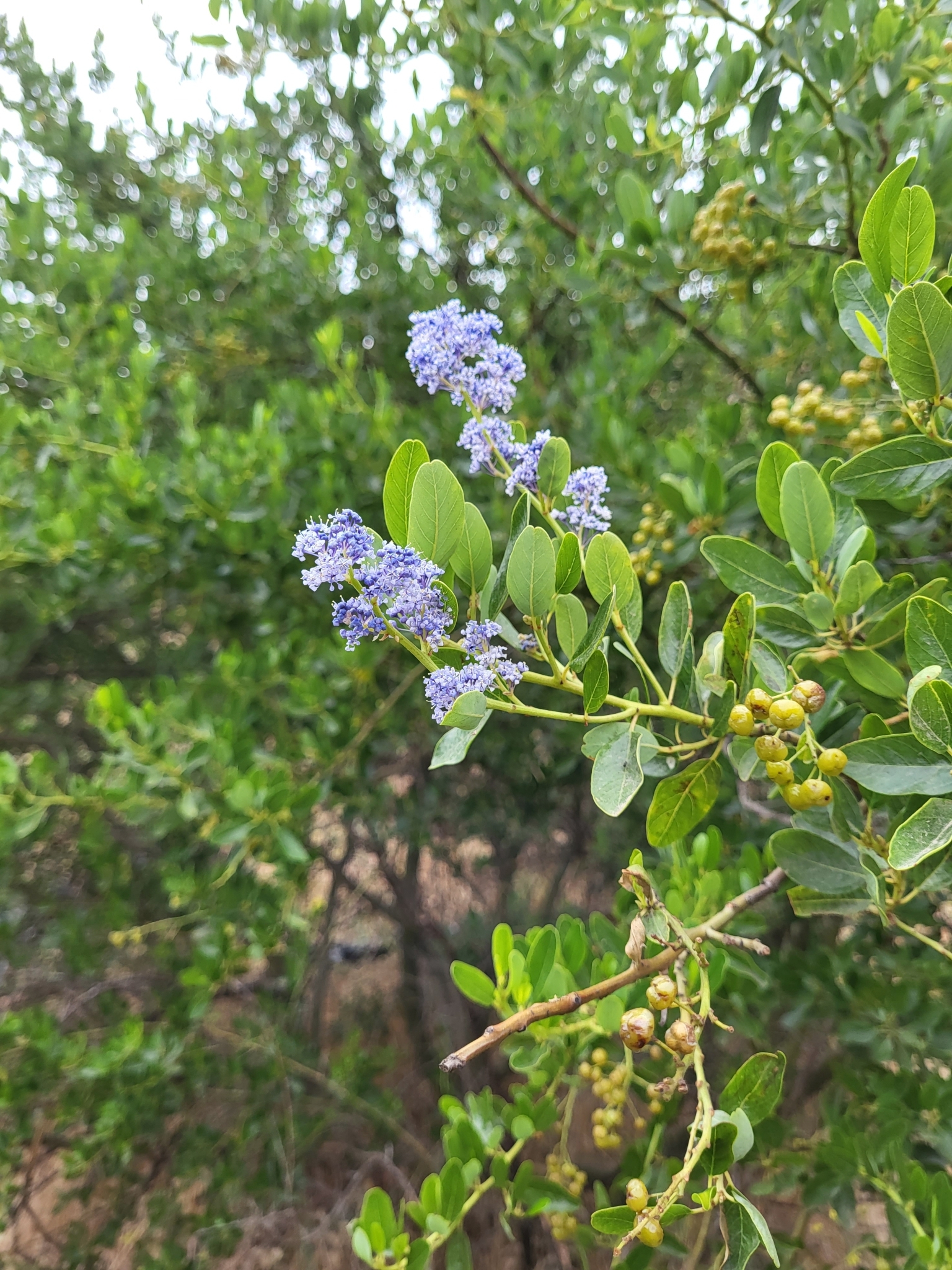 Ceanothus spinosus