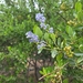 Greenbark Ceanothus - Photo (c) Mariana Delgado-Fernández, some rights reserved (CC BY-NC), uploaded by Mariana Delgado-Fernández