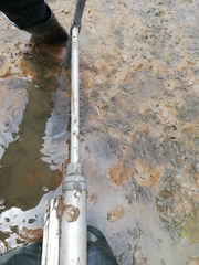 Zostera nigricaulis