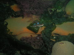 Pomatoschistus pictus