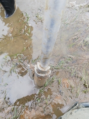 Zostera nigricaulis