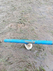 Zostera nigricaulis