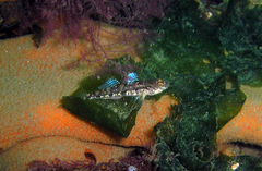 Pomatoschistus pictus