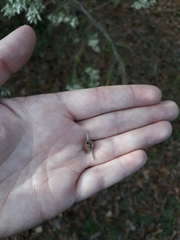 Neolasioptera lathami