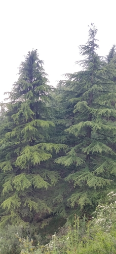 Image of Cedrus deodara by (c) T R Shankar Raman, some rights reserved (CC BY)