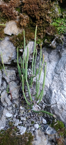 Image of Ephedra gerardiana by (c) T R Shankar Raman, some rights reserved (CC BY)