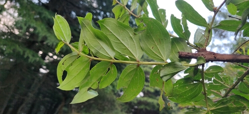 Image of Coriaria nepalensis by (c) T R Shankar Raman, some rights reserved (CC BY)