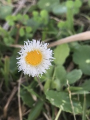 Erigeron procumbens