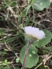 Erigeron procumbens