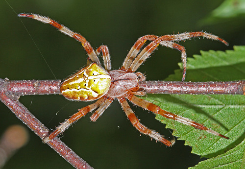 Araneus ishisawai