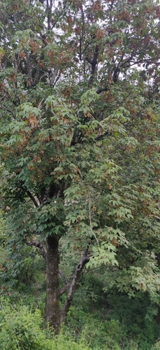 Acer sterculiaceum (Acer sterculiaceum)