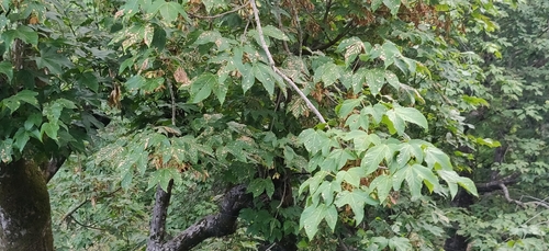 Image of Acer sterculiaceum by (c) T R Shankar Raman, some rights reserved (CC BY)
