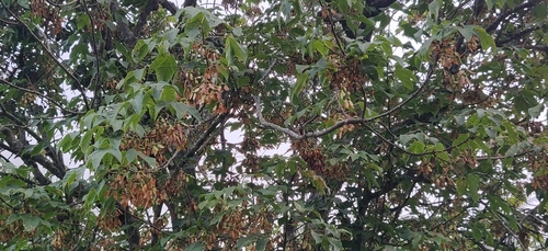 Acer sterculiaceum, photograph 4