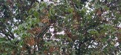 Acer sterculiaceum, photograph (c) T R Shankar Raman, some rights reserved (CC BY)