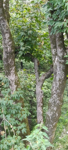 Acer sterculiaceum, photograph 5