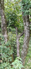 Acer sterculiaceum, photograph (c) T R Shankar Raman, some rights reserved (CC BY)