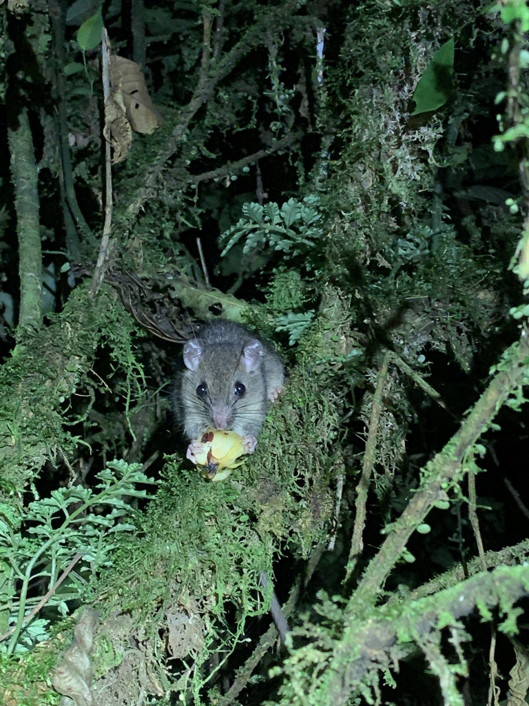 South American Climbing Mice