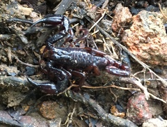 Chactas vanbenedenii