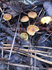Xeromphalina cauticinalis pubescentipes