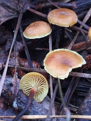 Xeromphalina cauticinalis pubescentipes