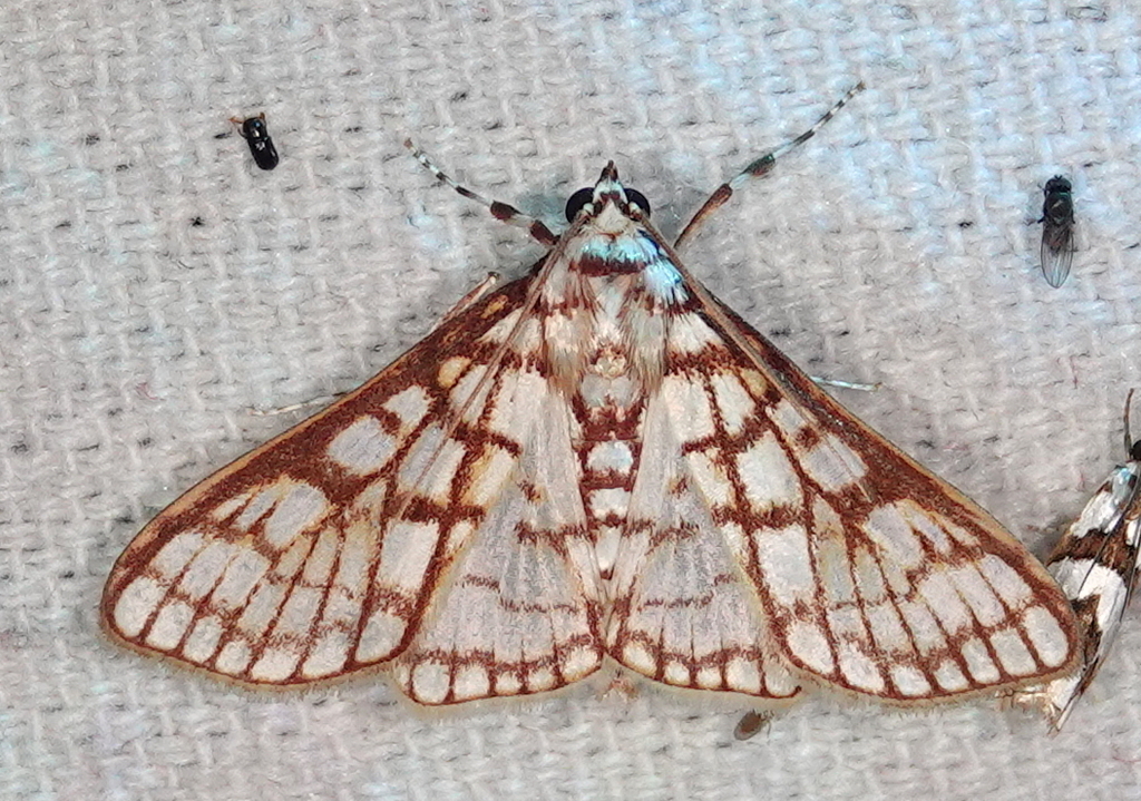 Polygrammodes ostrealis