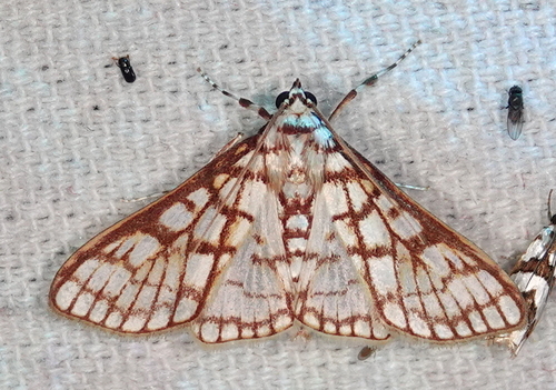 Polygrammodes ostrealis