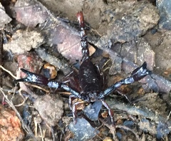 Chactas vanbenedenii