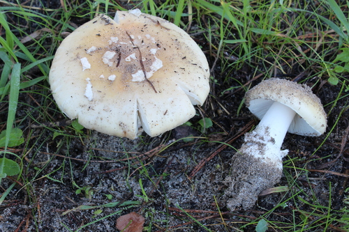 jewelled amanita