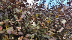 Austropuccinia psidii image