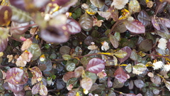 Austropuccinia psidii image